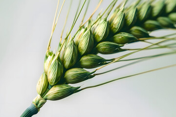 Sticker - close up image of a green wheat spikelet isolated on transparent background