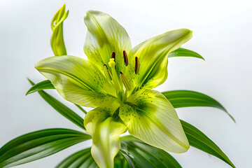 Wall Mural - flower with green petals that says lilyphotorealis hd on white background