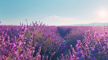 A field of lavender in full bloom, painting the countryside with hues of purple under a cloudless sky during a hot summer day.