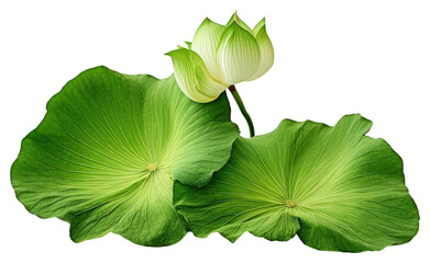 Wall Mural - PNG Lotus leaf flower green plant.