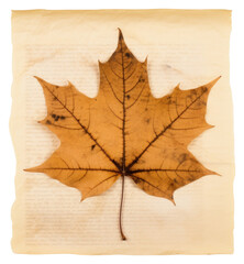 Sticker - PNG Real Pressed a maple leaf plant paper tree.