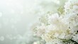 © id512 - elegant white flowers with soft bokeh background, mourning and funeral imagery with copy space for text