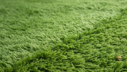 Poster - grass texture or grass backdrop for designing