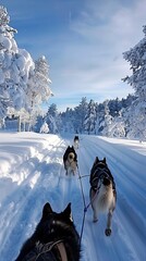 Canvas Print - husky adventure in finish lapland during winter