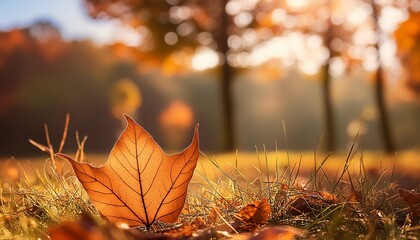 Poster - lonely dry autumn leaf