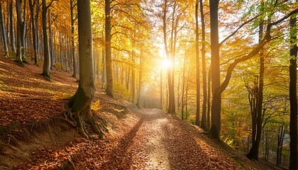 Poster - forest panorama in autumn with hiking trail and sun shining through the trees