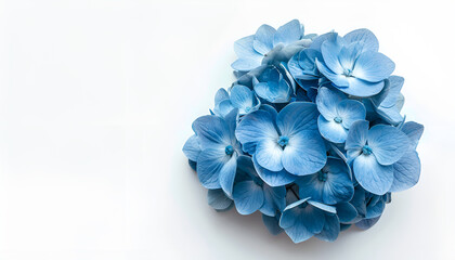 Wall Mural - Blue Hydrangea flower isolated on white background. Top view. Flat lay