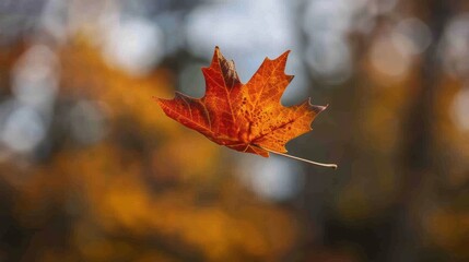 Poster - A Single Autumn Leaf