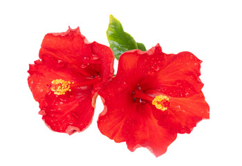 Wall Mural - Red hibiscus flowers isolated on white background