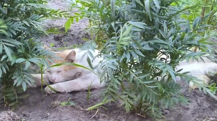 Poster - cat sleeps in the bushes during a hurricane