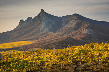 Canvas Print - Autumn vineyard