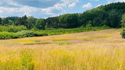 Summer meadow in full blossom