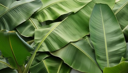 Wall Mural - banana tree leaf background