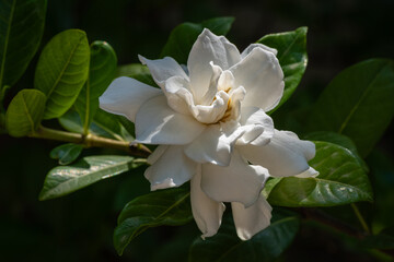 Wall Mural - Closeup view of gardenia jasminoides fragrant white flower blooming outdoors on dark  background