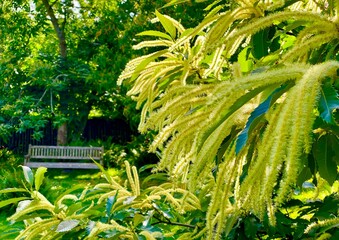 chestnut flowers in bloom in the garden