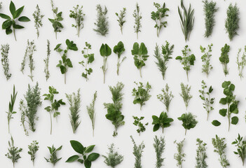 Wall Mural - Et of herbs and plants isolated on transparent background