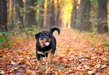 Sticker - puppy rottweiler in nature