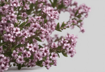 Poster - Myoporum Parvifolium bush isolated on transparent background