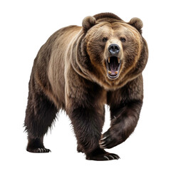 Wall Mural - ferocious brown grizzly bear isolated on a transparent background
