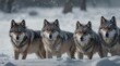 © RENDISYAHRUL - Group of wolves in the snow
