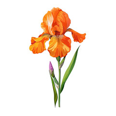 Wall Mural - Orange iris isolated on white background