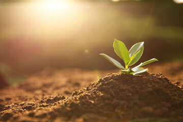 Wall Mural - Young seedling growing in soil outdoors on sunny day, closeup. Space for text