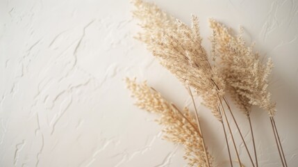 Sticker - Autumn themed background featuring beige reeds on a white board Soft focus and stylish neutral tones with a minimalist and Parisian feel