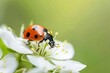 © ArtSpree - Vibrant ladybug on a flower bud, nature's beauty in sunlight. close-up, soft focus, perfect for spring themes. AI. Beautiful simple AI generated image in 4K, unique.