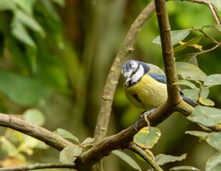 Canvas Print - Blue tit on a branch
