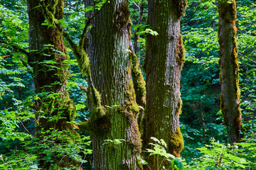 moss-covered trees in tranquil forest at eye level