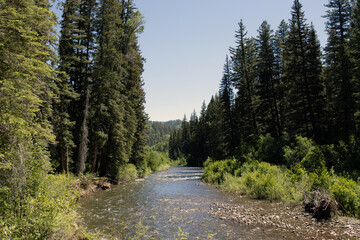 Canvas Print - The Dolores River flows  through a forest in Colorado in springtime