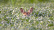 © imageBROKER - European roe deer (Capreolus capreolus), female, hidden in field, animal portrait, Limbach, Burgenland, Austria, Europe