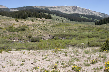 Wall Mural - Mountain, forest, dandelions, and a wetland stream seen from Colorado’s San Juan Scenic and Historic Skyway in June