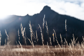 Glistening grass with a stark mountain silhouette at dawn