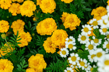 Yellow marigolds (tagetes) in the summer garden