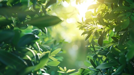 Poster - Nature background with green leaves plants and sunlight for design