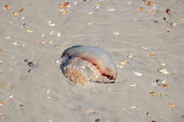 A cannonball jelly on the beach.