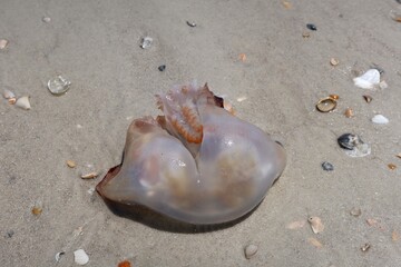 Wall Mural - Jellyfish on sand background at Atlantic coast of North Florida