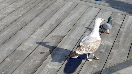 Two European herring gulls on wood terrace in Oslo, Norway