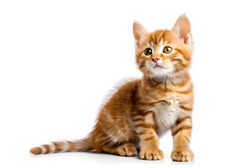 Wall Mural - charming red kitten scottish straight sitting with raised paw isolated on white background