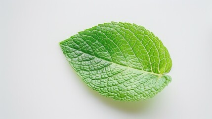 The vibrant green leaf