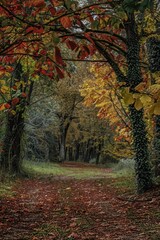 Wall Mural - Autumnal Forest Path