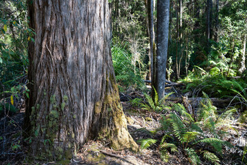 Wall Mural - beautiful gum Trees and shrubs in the Australian bush forest. Gumtrees and native plants growing in Australia in spring