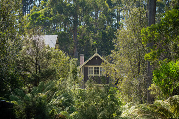 Wall Mural - beautiful gum Trees and shrubs in the Australian bush forest. Gumtrees and native plants growing in Australia in spring