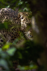 Canvas Print - Anatolian leopard (Panthera pardus tulliana), also called Persian leopard and Caucasian leopard, portrait of an adult female on a green background.