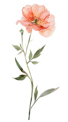 Sticker - a single watercolor boho flowe with a log green stem on a white background