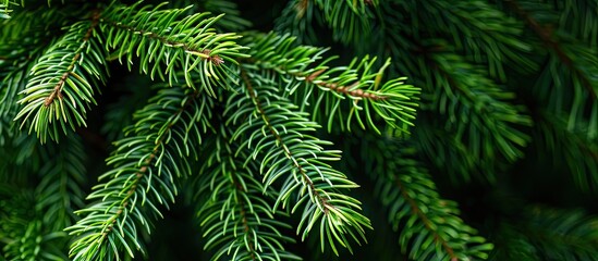 Fototapete - Spruce branch in close-up view with empty space around it for adding text or graphics, illustrating a natural theme.