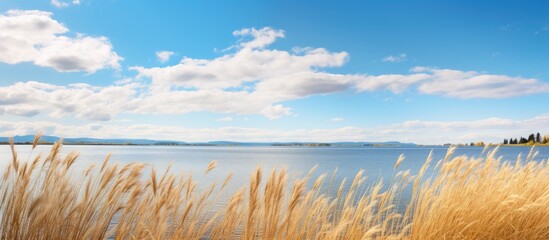 Poster - High quality photo displaying dry yellow reeds and scenic lakes under a cloudy blue sky with a copy space image.