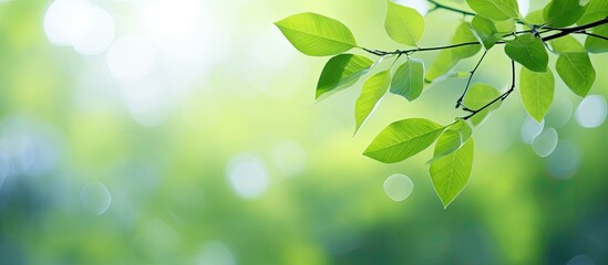 Fototapete - Blurry bokeh background featuring a green leaf with copy space image for a fresh, abstract, natural backdrop.