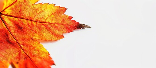 Aufkleber - Close-up of a vibrant maple leaf with copy space image for designers.